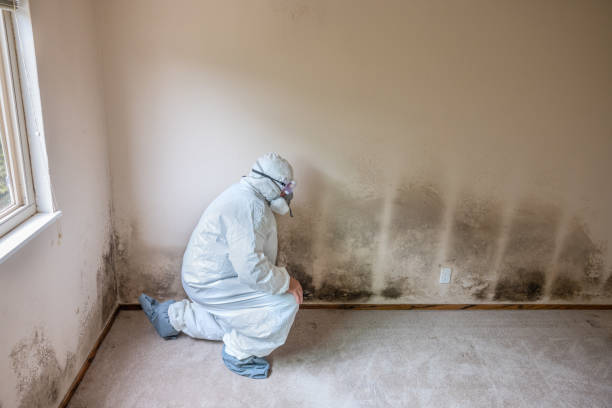 Best Residential Mold Remediation in Lebanon Junction, KY